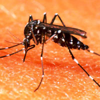 Phòng ngừa dịch sốt xuất huyết vào mùa “cao điểm”.